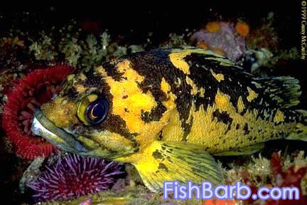 Black-and-Yellow Rockfish.jpg