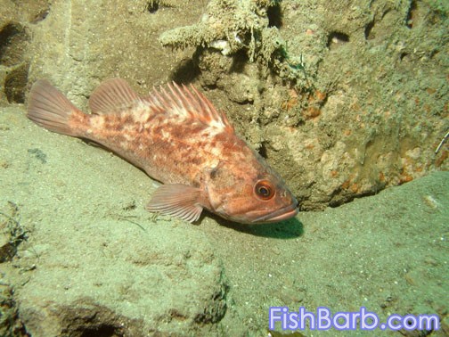 Brown Rockfish.jpg