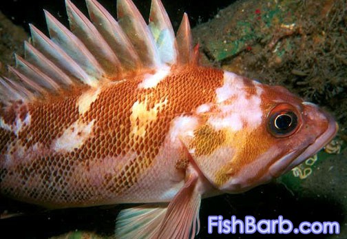 Copper Rockfish.jpg